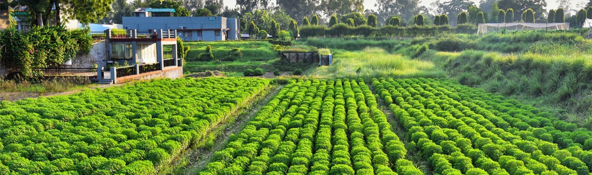 CSIR-CIMAP-gallery-image-4