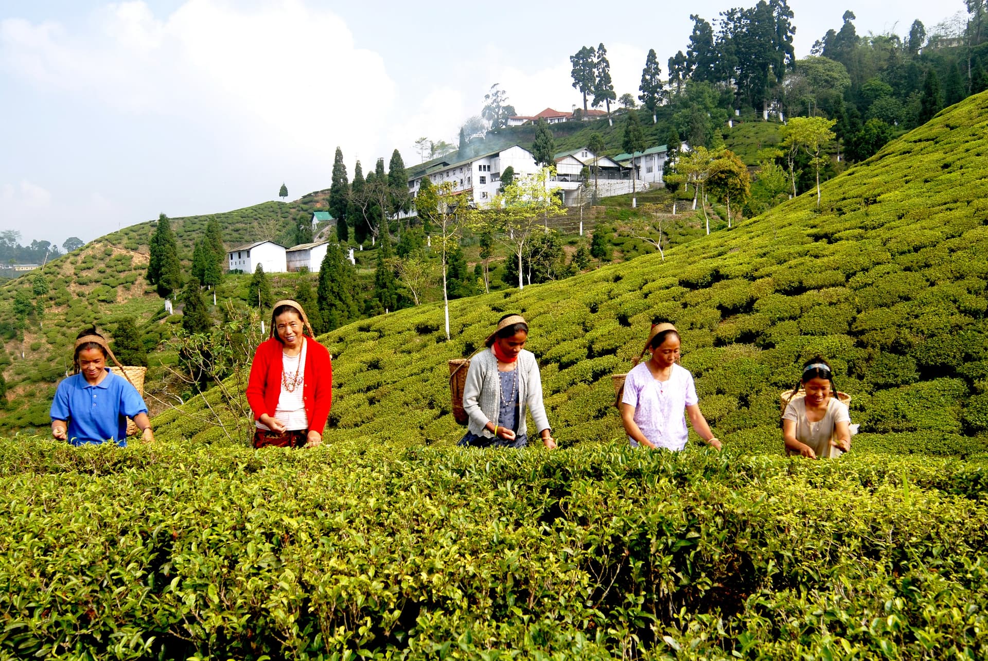 Darjeeling Tea Research and Management Association-image
