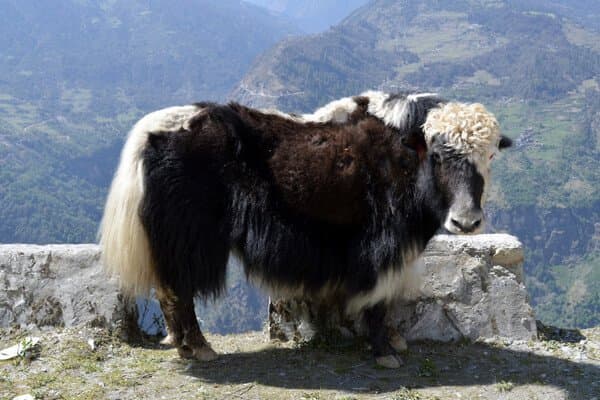 National Research Centre on Yak-image