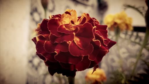 BFCE Bathinda-gallery-image-7