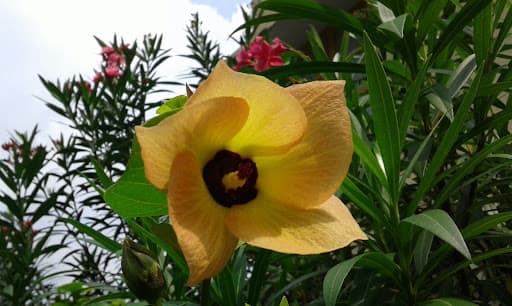 STXCE-gallery-image-7