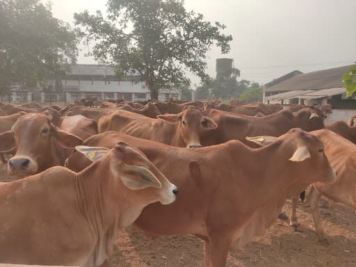 CVSc & AH Durg-gallery-image-7