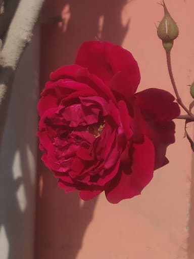 SBNMPGMV-gallery-image-7