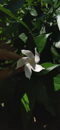 SCPPGICA-gallery-image-5