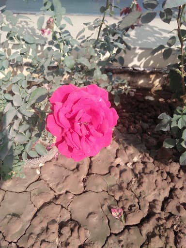 Trident B.Ed. College-gallery-image-7