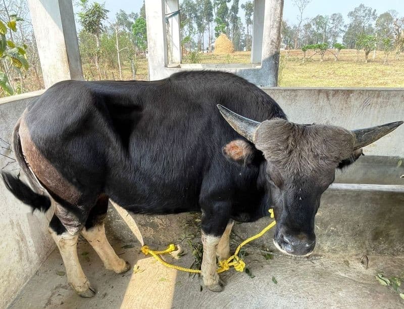 National Research Centre on Mithun-gallery-image-1