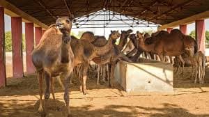 National Research Centre on Camel-gallery-image-2