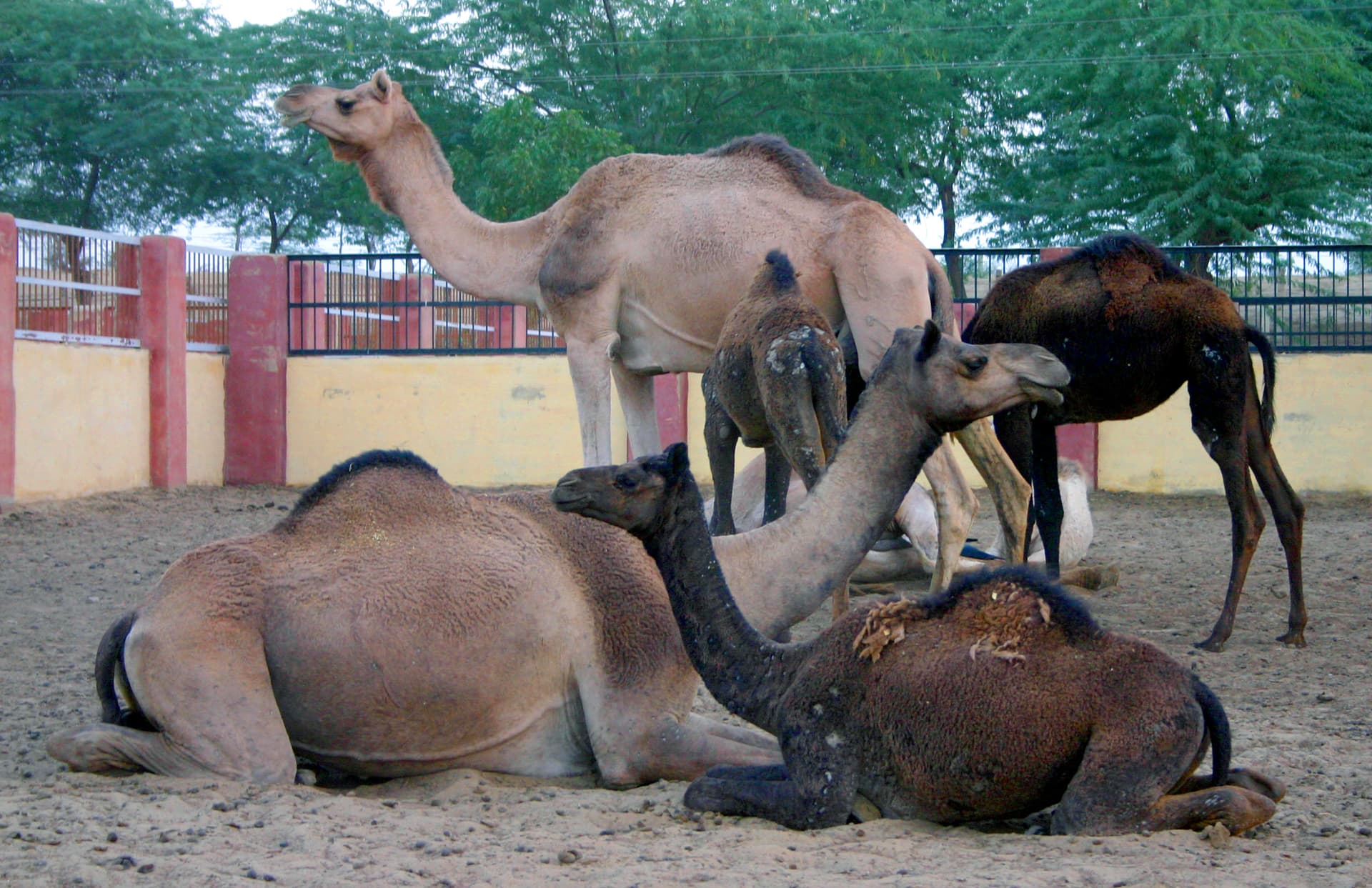 National Research Centre on Camel-image